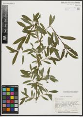 Foto von Salix purpurea L.